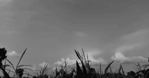 world suicide prevention day